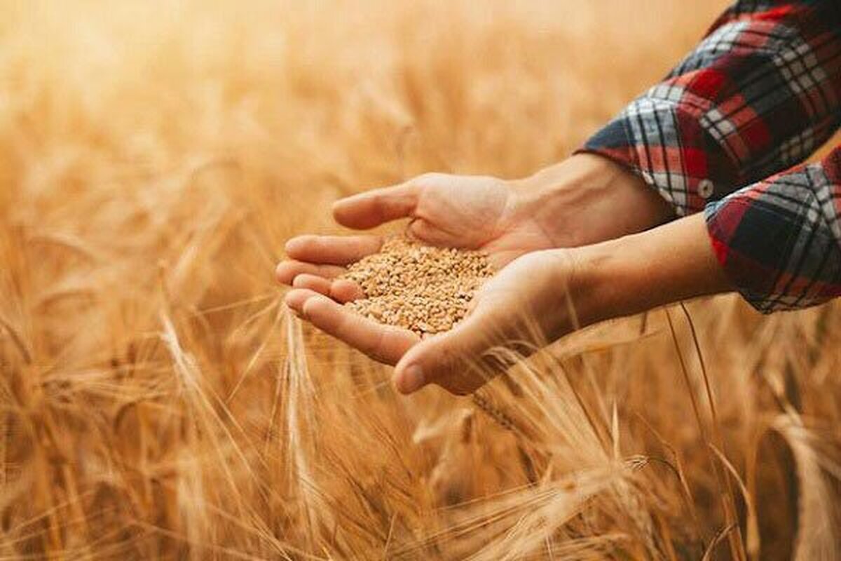 ارزش گندم های خریداری شده ۱۹۹.۶ هزار میلیارد تومان است
