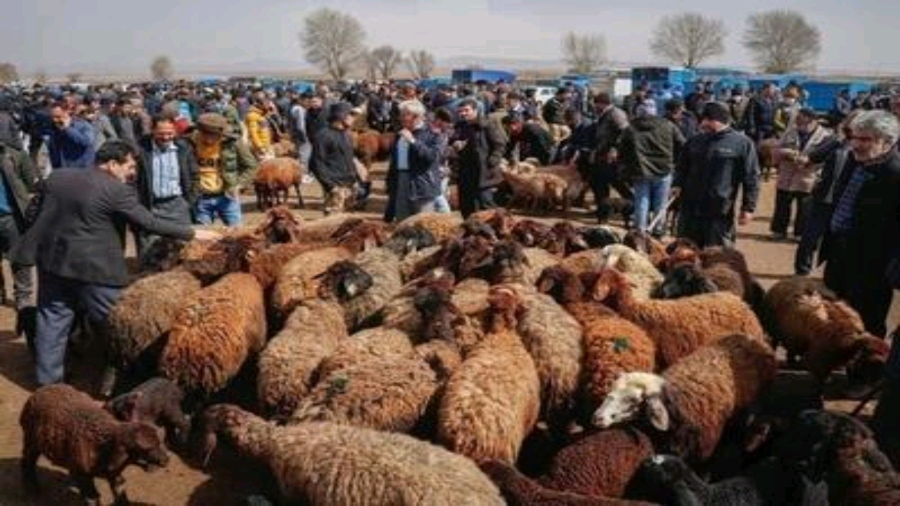 عرضه دام زنده در ۴ نقطه شهر گرگان به مناسبت عید قربان