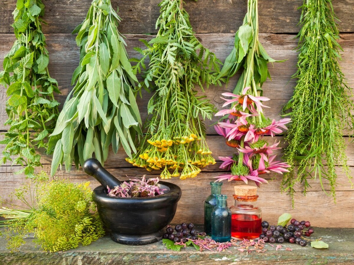 فراخوان گسترده برای توسعه دیمزارهای گیاهان دارویی