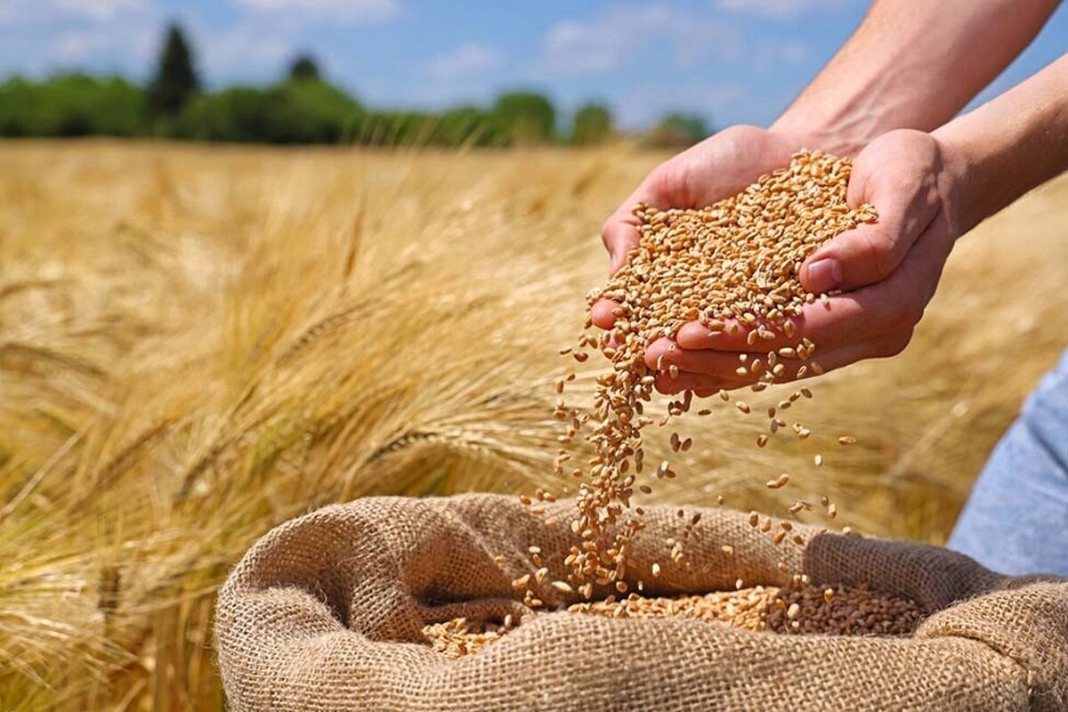 نباید به واردات بذر وابسته بمانیم