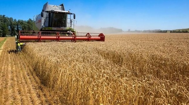 نرخ امسال خرید تضمینی گندم اعلام شد