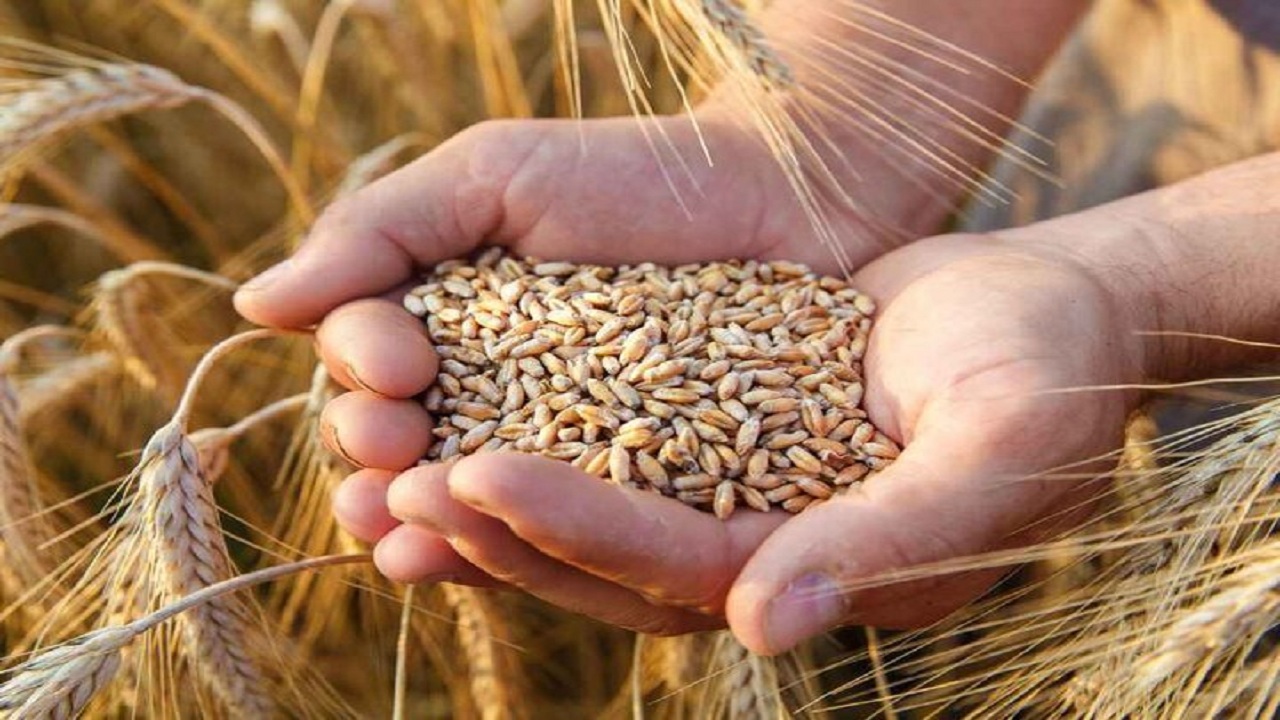 آغاز به کار اتاق عملیات خرید تضمینی گندم در گلستان