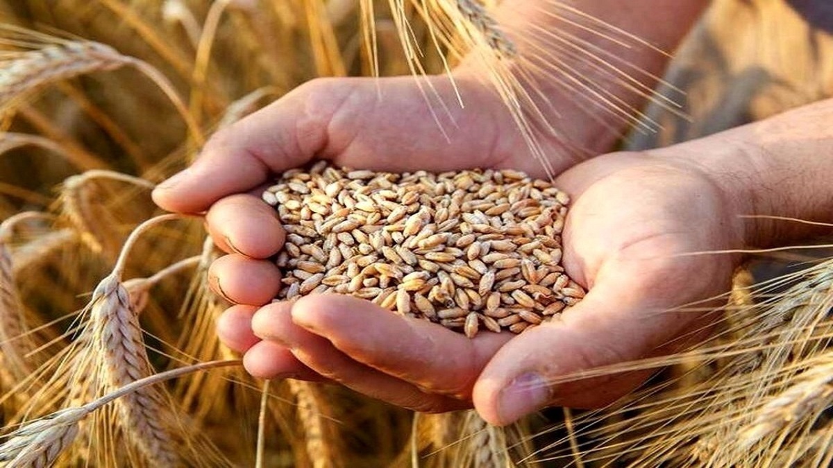 پرداخت ۴۰درصد از پول گندم کاران گلستانی
