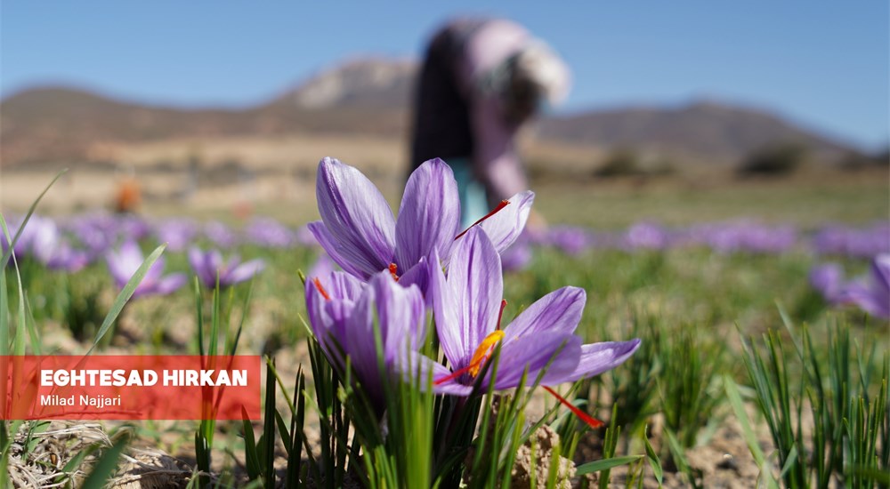 برداشت زعفران با دستان زحمت کش اهالی روستای وامنان آزادشهر