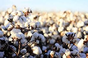 کشت قراردادی پنبه عملیاتی شود/پیش بینی برداشت ۲۵ هزار تن محصول در گلستان