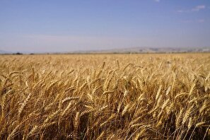 استفاده از بذر اصلاح شده گندم دو اثر مستقیم و غیر مستقیم بر افزایش عملکرد دارد