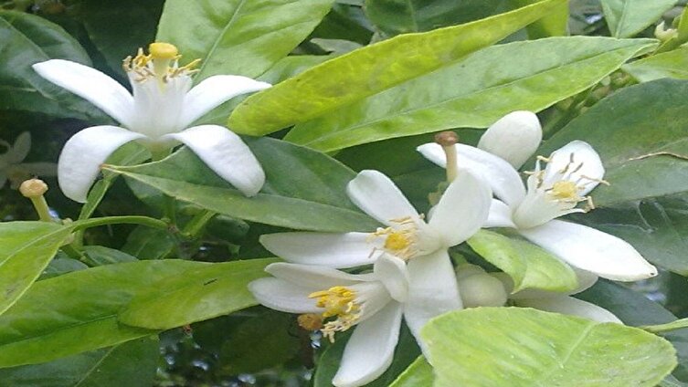 شکوفه‌دهی دوباره درختان در پاییز؛ نشانه‌ای از تغییرات اقلیمی